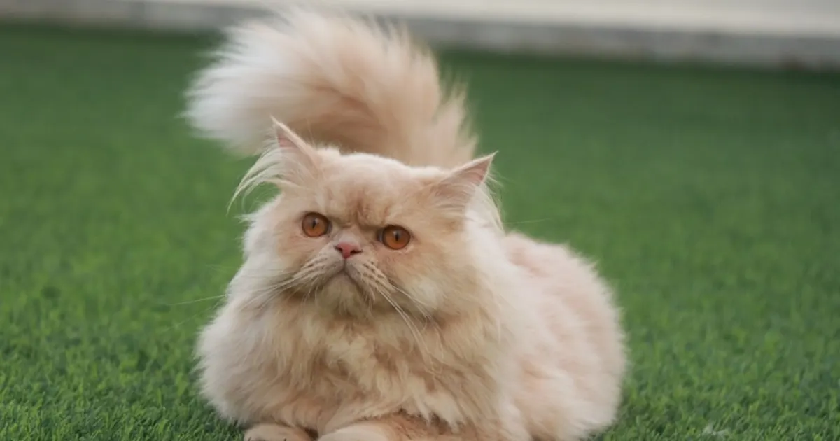 Chat Persan Prix Tunisie : Guide Complet d'Achat 2024