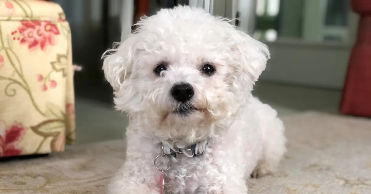 Canich Bichon : Guide Complet de cette Race Adorable