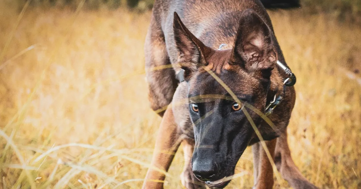 Chien Malinois Prix en Tunisie 2024 : Guide Complet