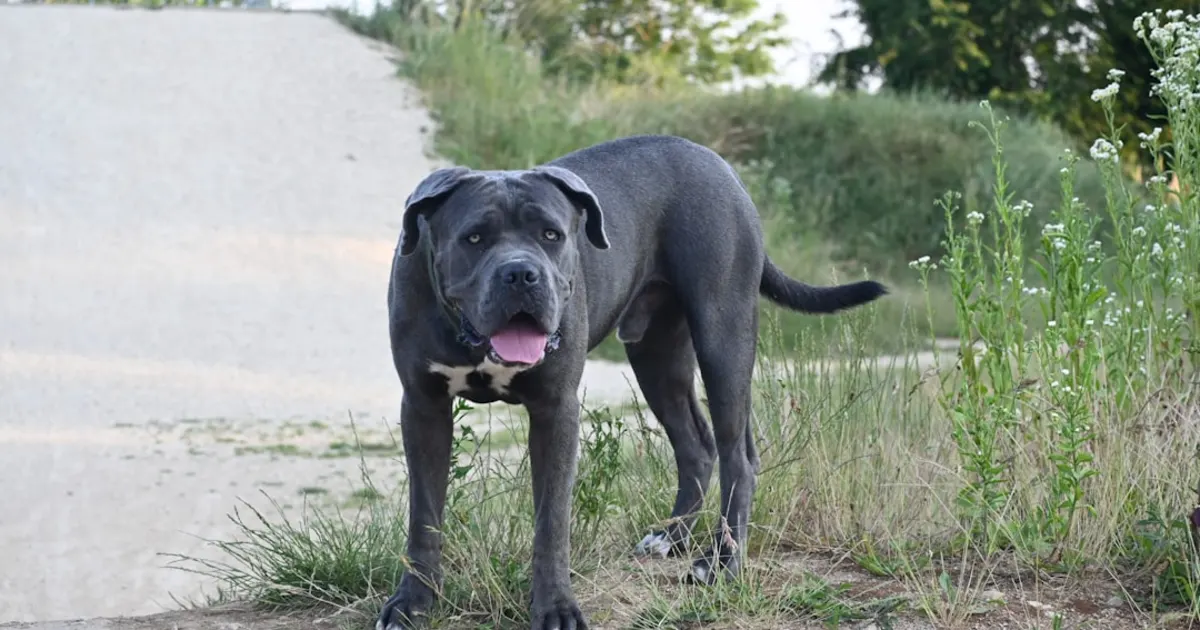 Cane Corso Tunisie : Guide Complet de cette Race Italienne