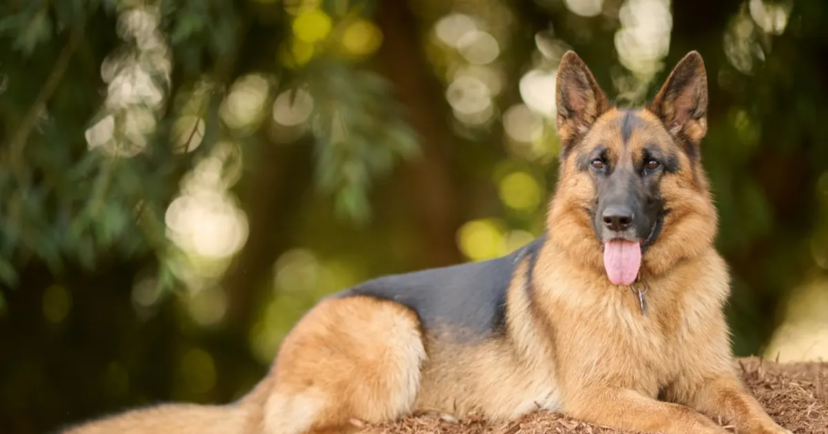 Berger Allemand Poil Long : Guide Complet pour la Tunisie