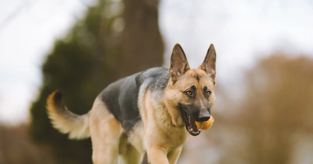 Chow Chow Prix Tunisie 2024 : Guide Complet et Coûts