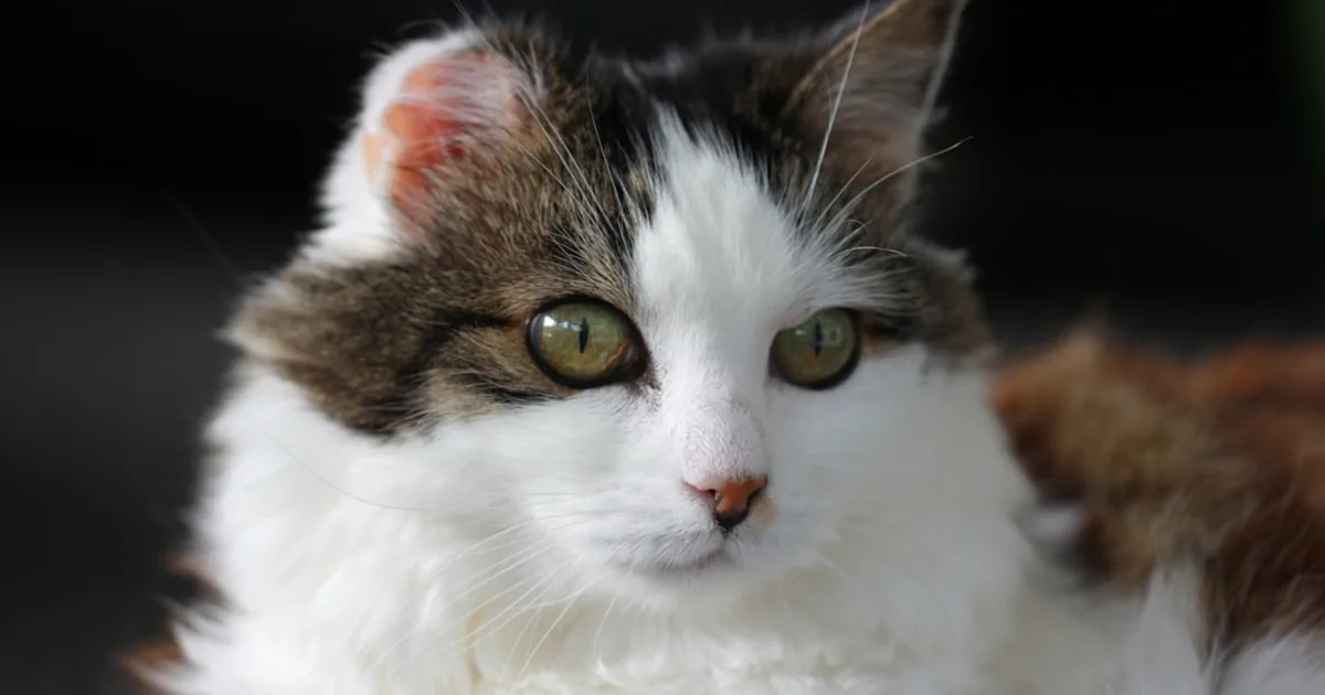 Veterinaire Mahdia : Guide Complet des Soins Animaux