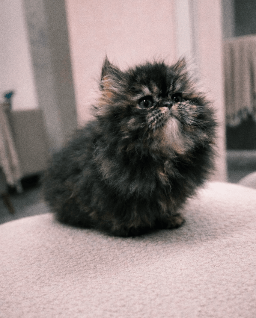 Chatons persan  - Miniature 2