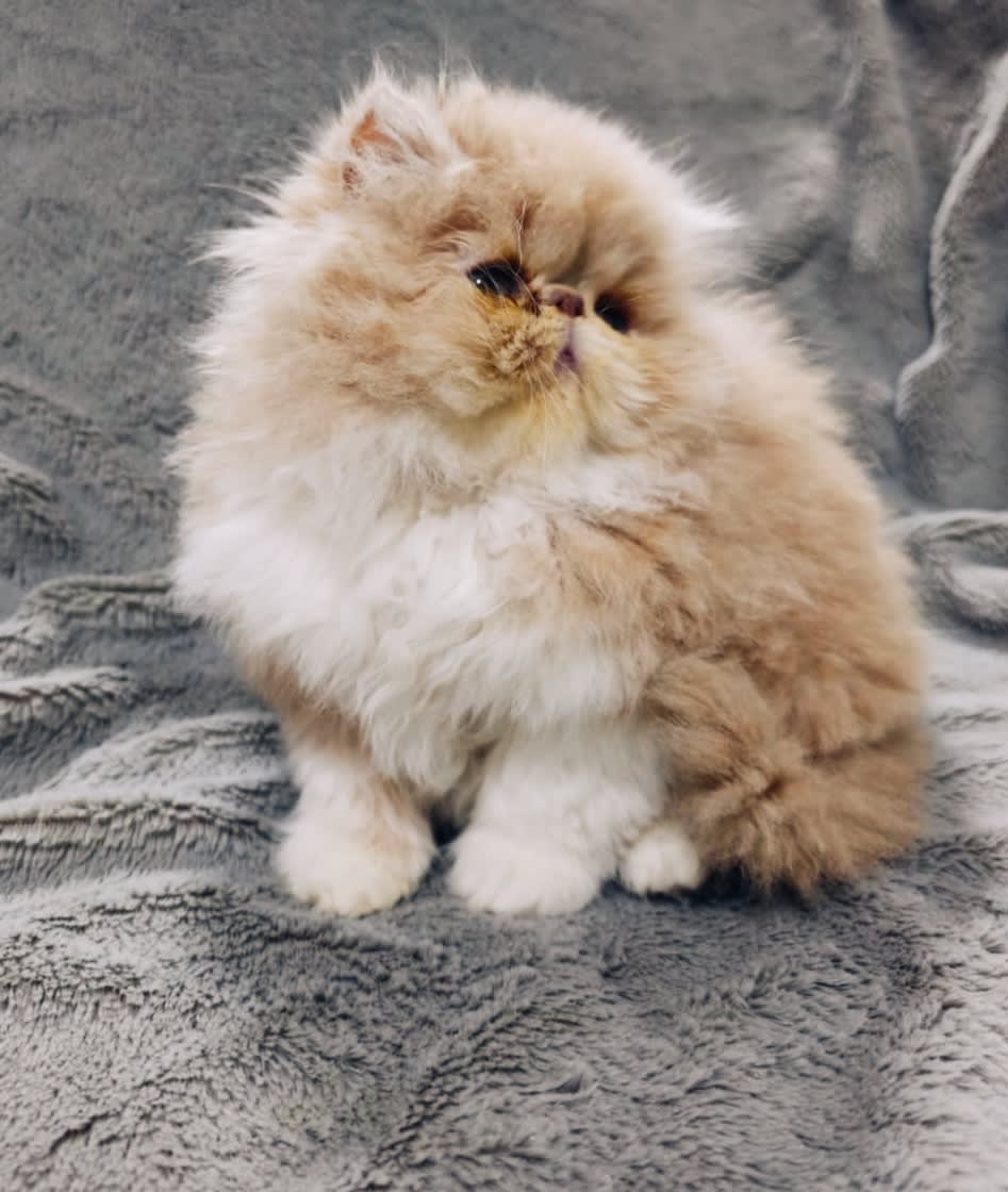 Chatons persan  - Miniature 3