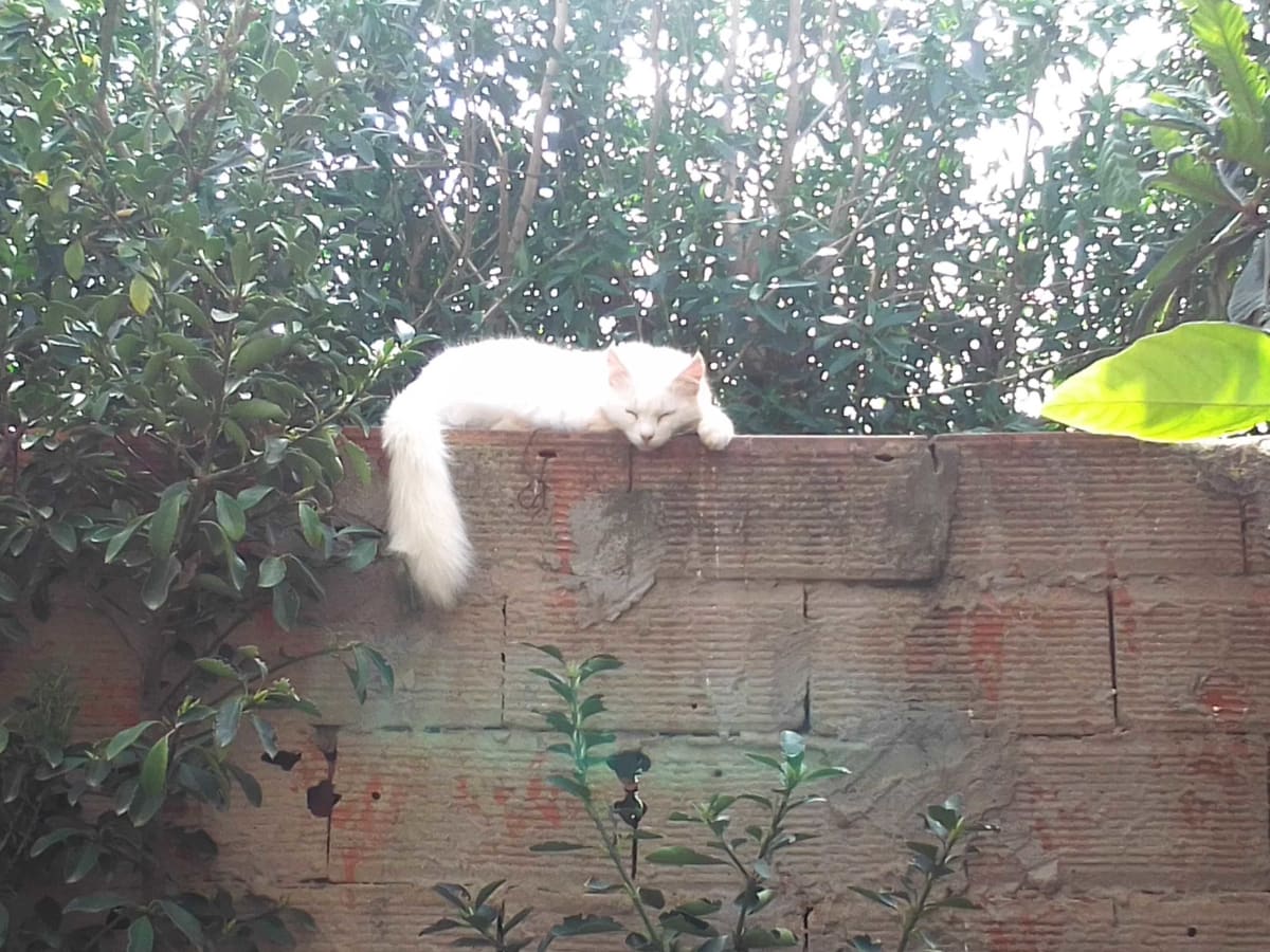 Persian Female Cat - Miniature 3