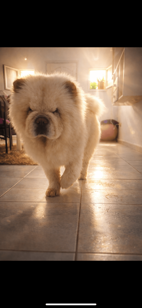 Luna chow-chow à vendre  - Miniature 2