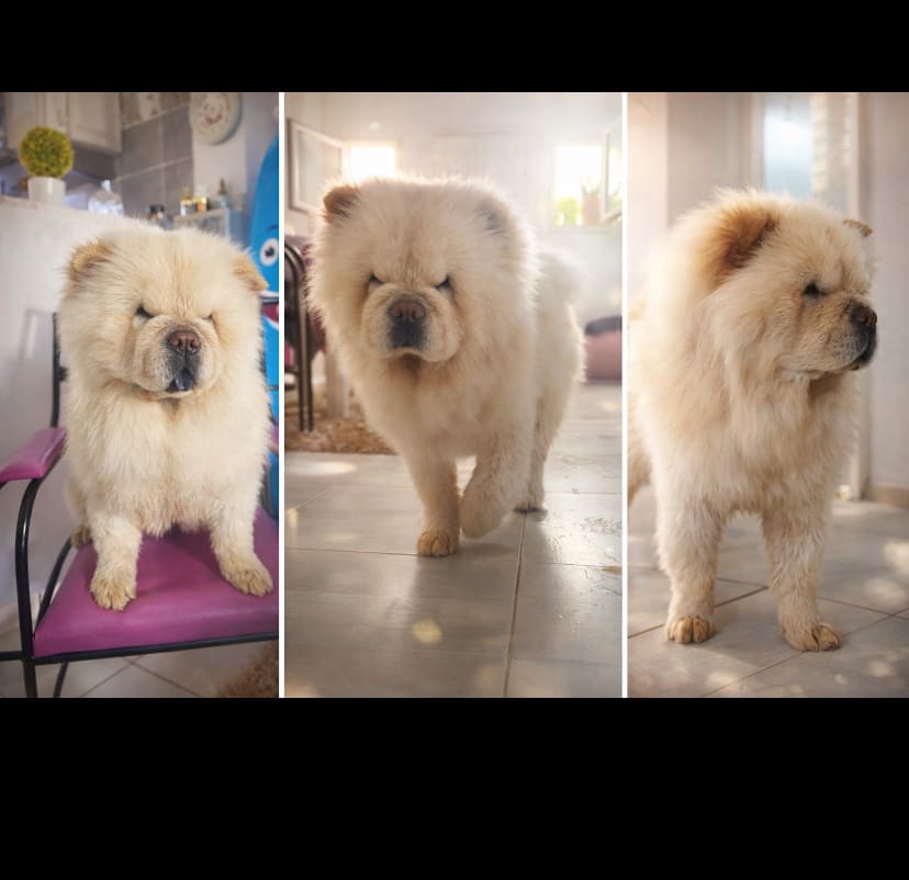 Luna chow-chow à vendre  - Miniature 3