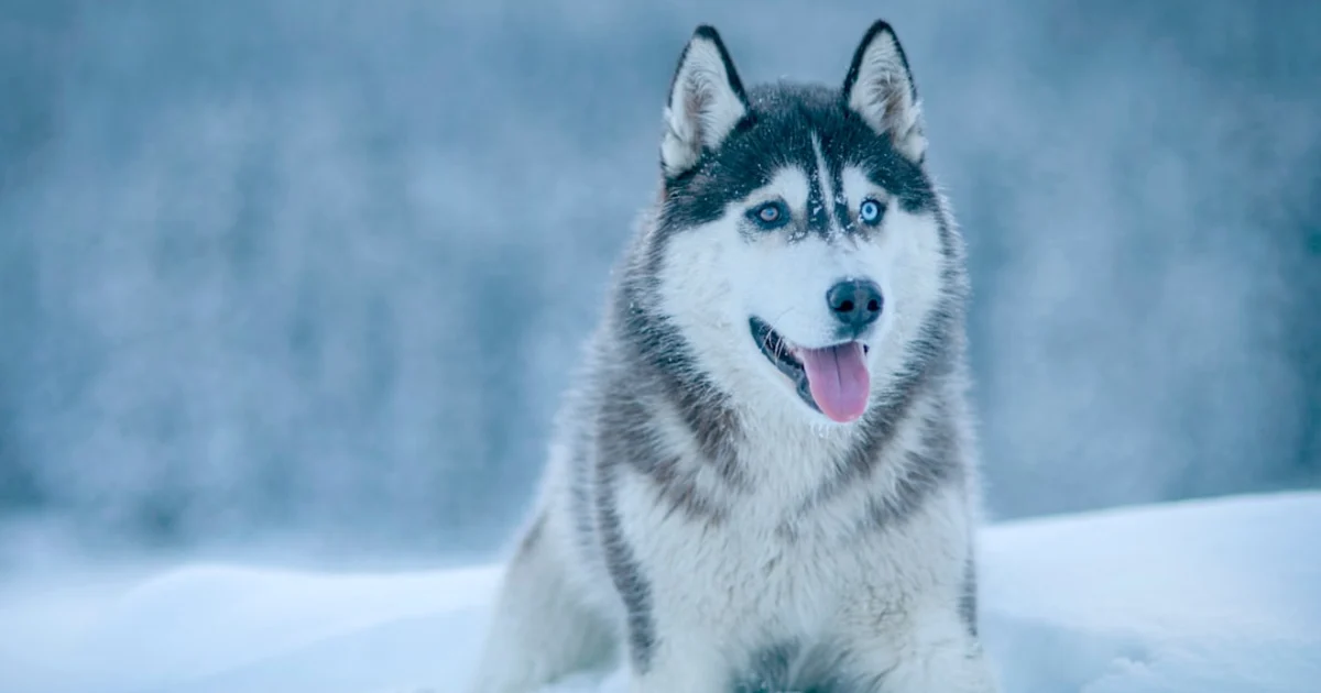 Husky Prix Tunisie 2024 : Guide Complet d'Achat