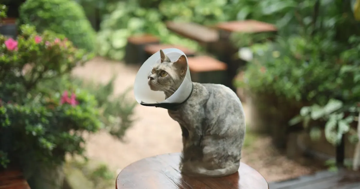 Avis sur Clinique Vétérinaire Dr Seifeddine Issaoui Le Bardo