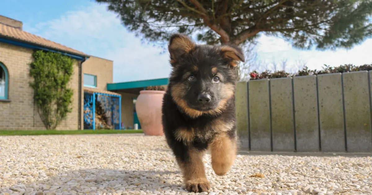 Berger Allemand Prix Tunisie : Guide Complet 2024