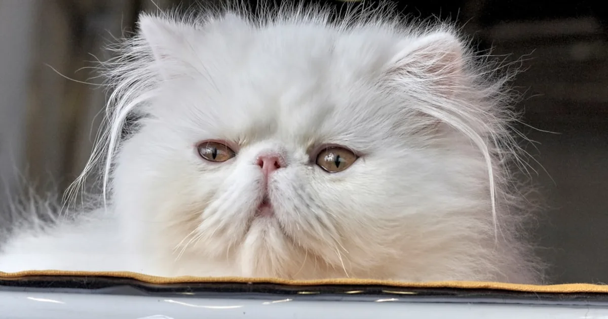 Chat Persan Prix en Tunisie 2024 : Guide Complet