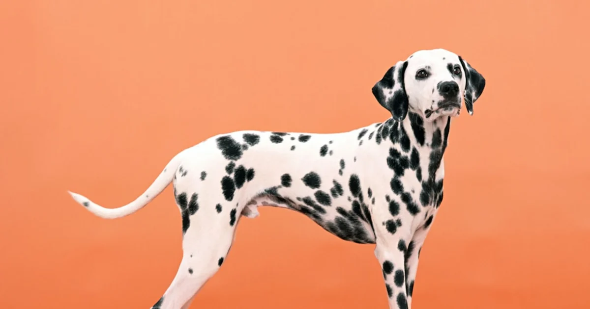 Chien Dalmatien Prix : Guide Complet pour Adopter en Tunisie