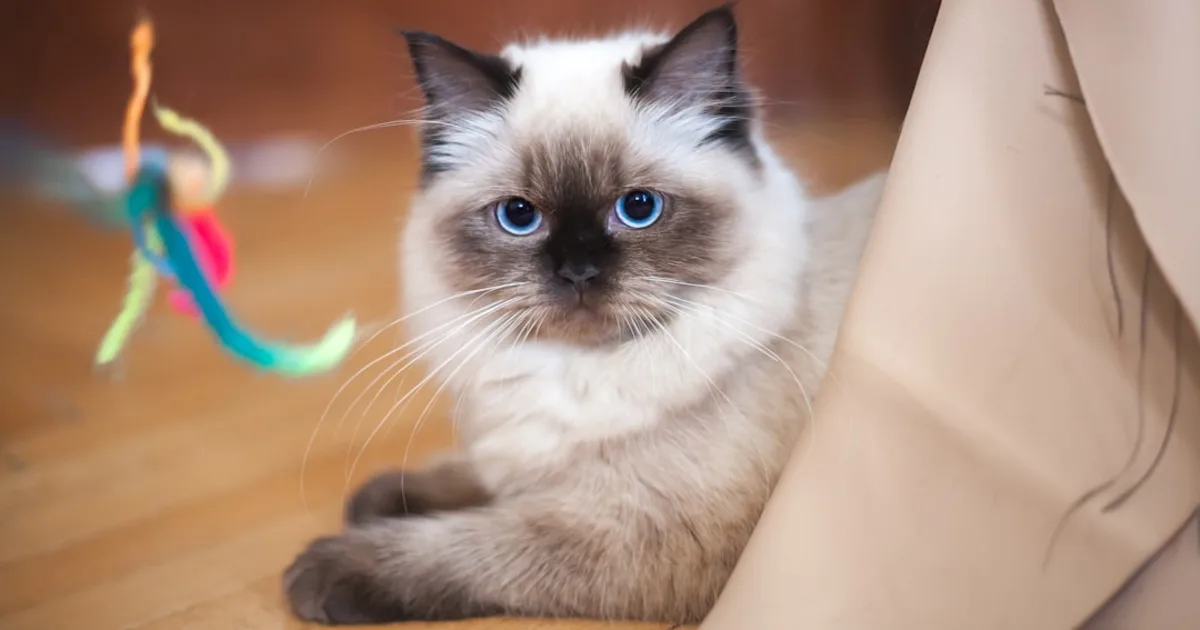 Chat Ragdoll Prix en Tunisie 2024 : Guide Complet