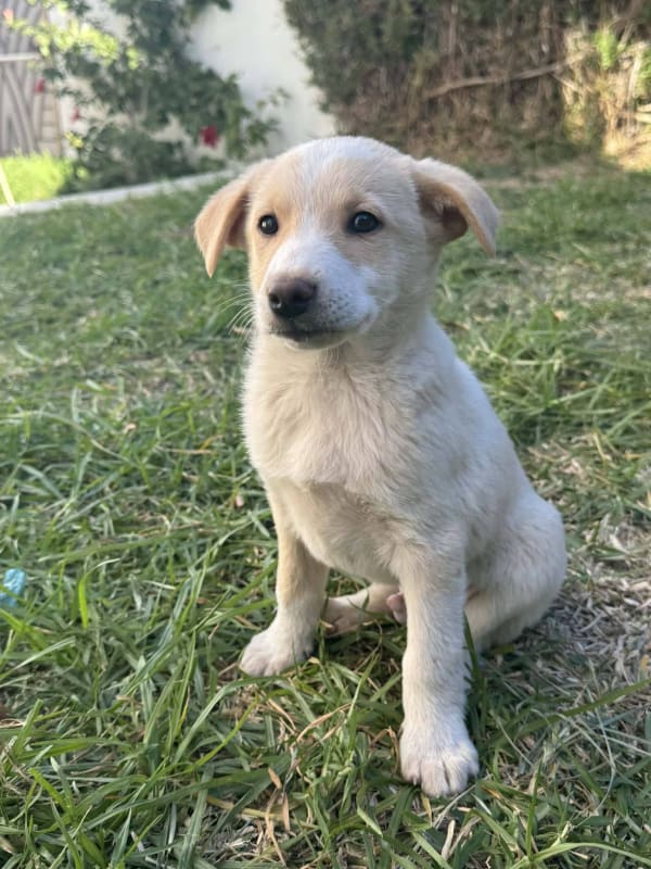 2 chiots orphelins à adopter - Sfax - Miniature 2