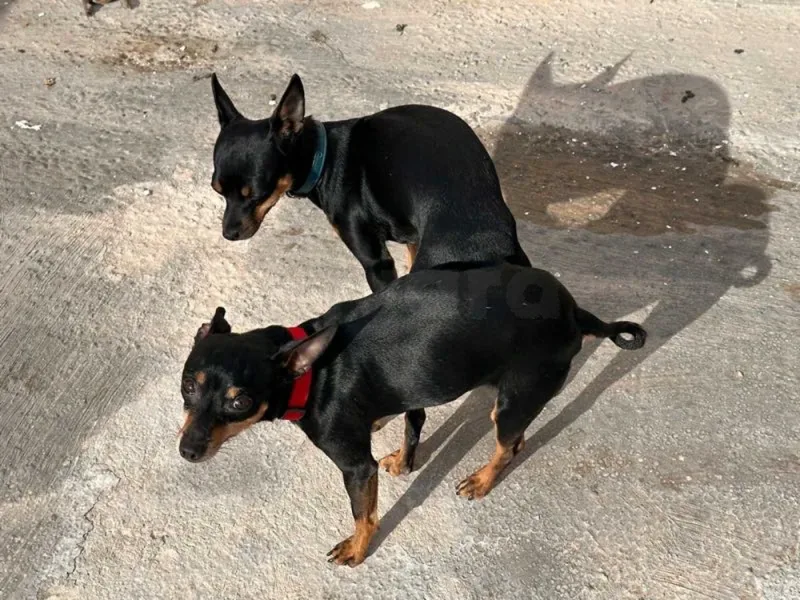 Chihuahua Pincher - Miniature 3