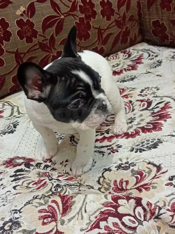 chiot bouledogue français - Miniature 2