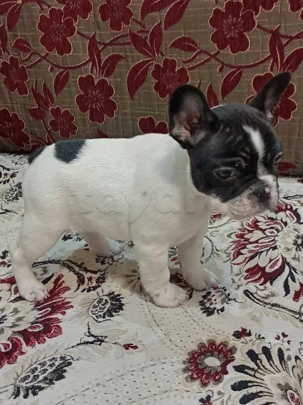 chiot bouledogue français - Miniature 3