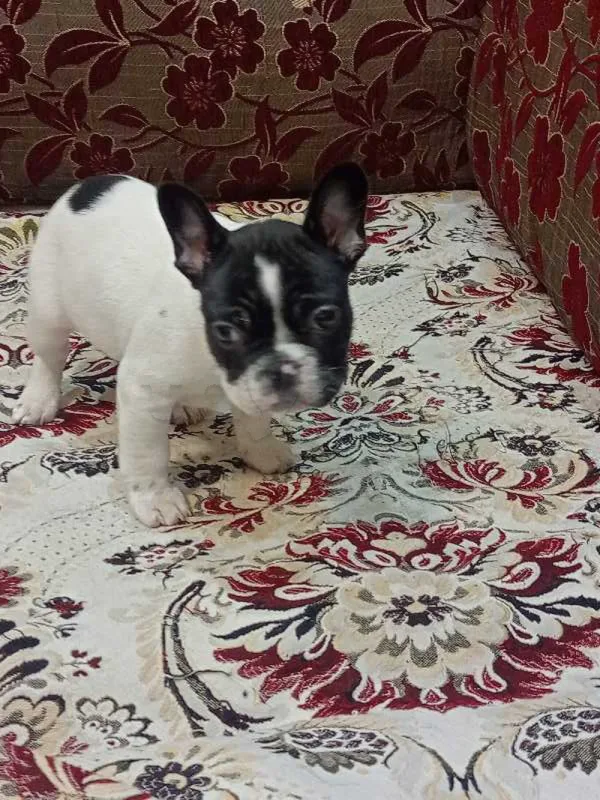 chiot bouledogue français - Miniature 4