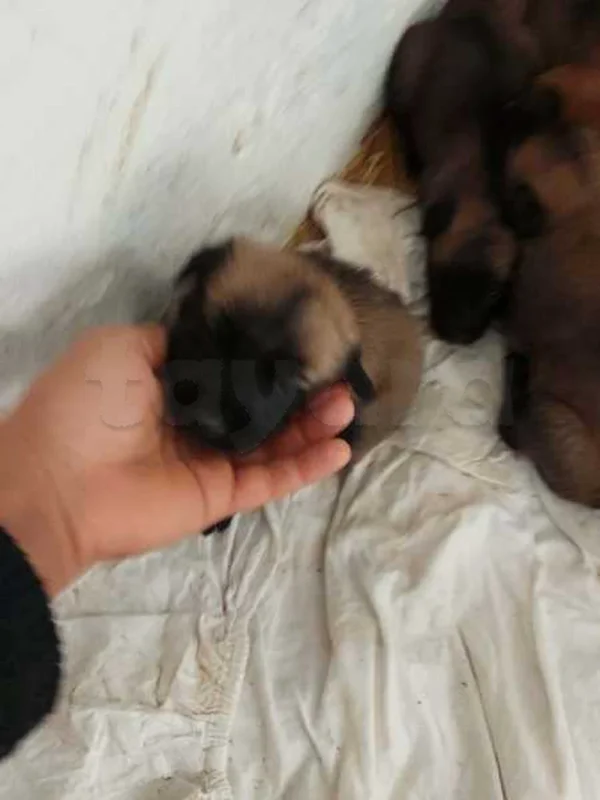 A vendre chien malinois - Miniature 2