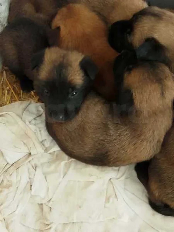 A vendre chien malinois - Miniature 3
