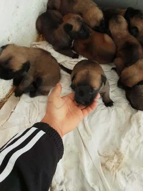 A vendre chien malinois - Miniature 4