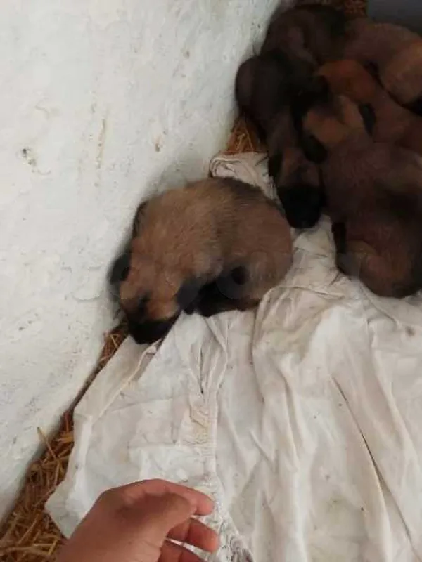 A vendre chien malinois - Miniature 5