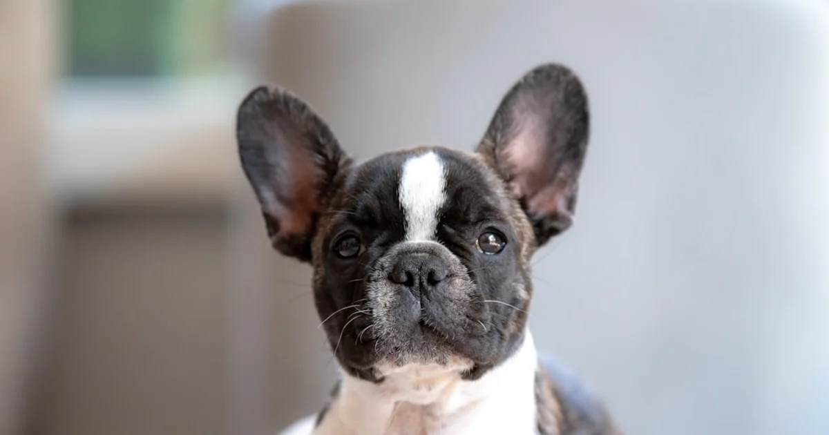 Prix Bouledogue Français en Tunisie : Guide Complet 2024