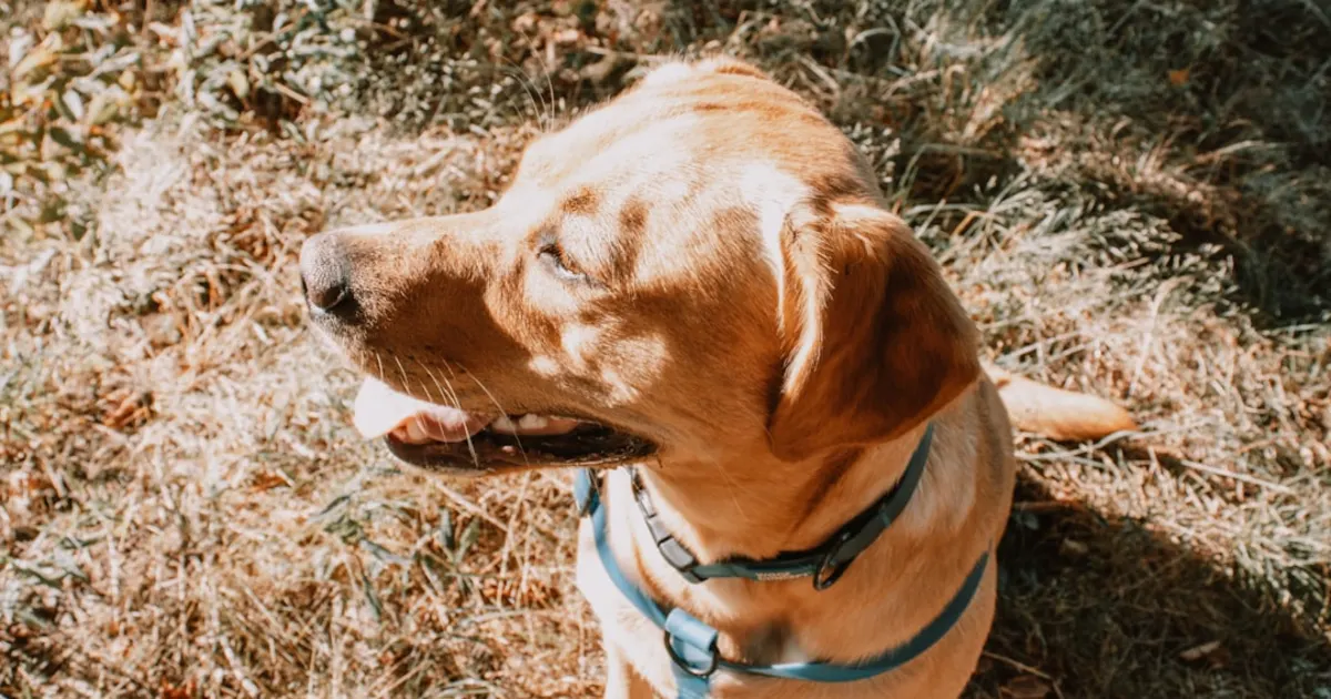 Chien Chow Chow : Guide Complet pour la Tunisie 2024