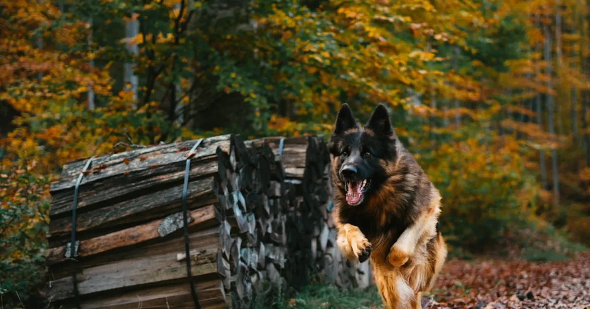 Berger Allemand Noir Prix et Guide Complet 2024