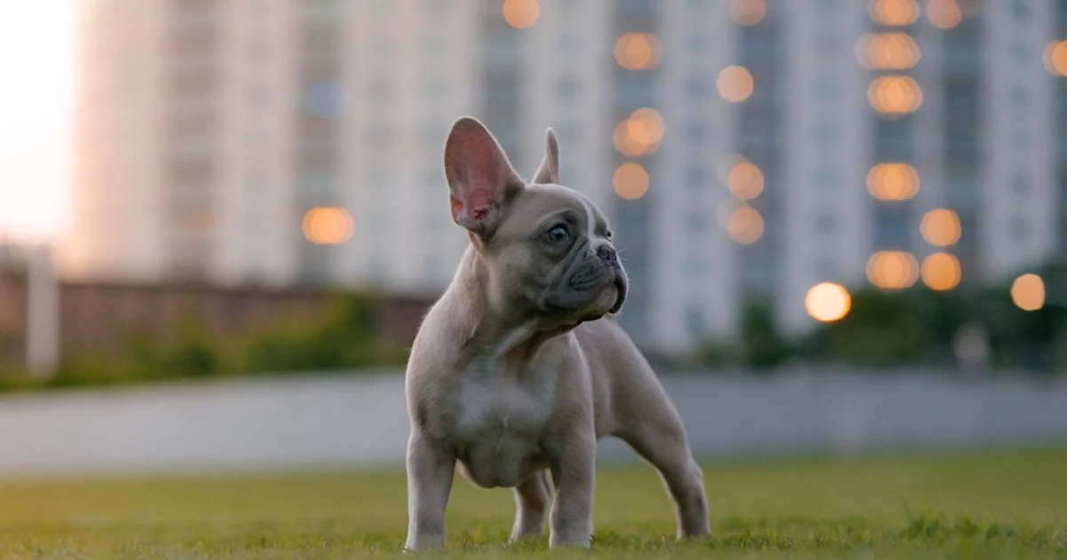 Bouledogue Français Prix Tunisie : Guide Complet 2024