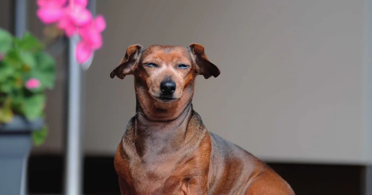 Comment choisir le meilleur cabinet vétérinaire en Tunisie