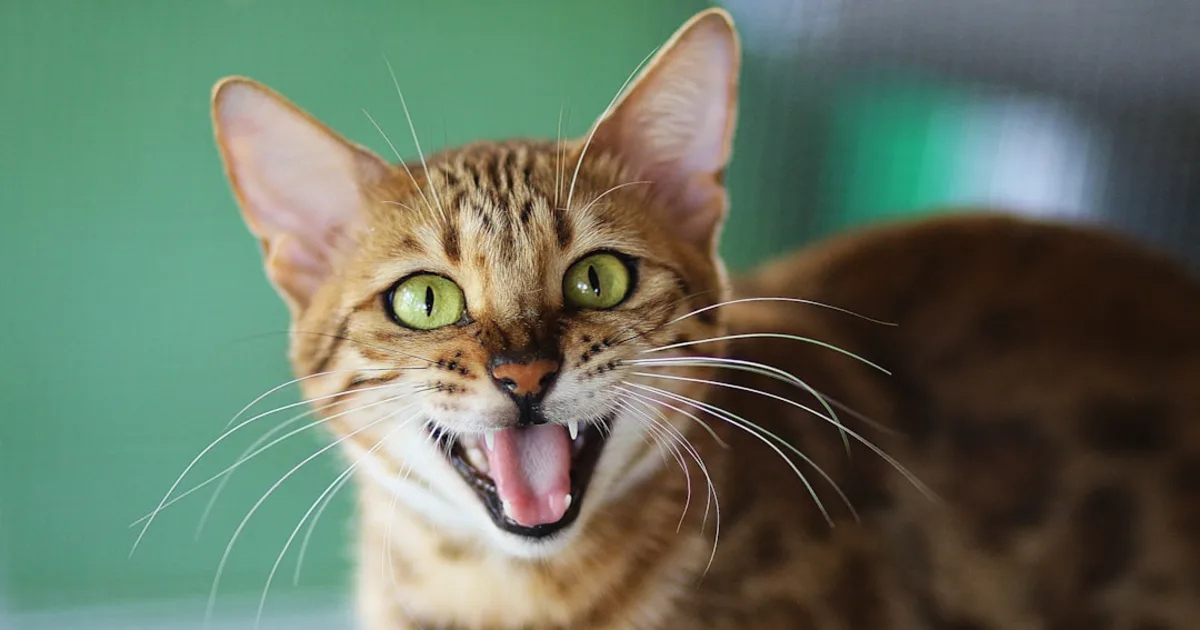 Chat Bengal Prix en Tunisie : Guide Complet 2024