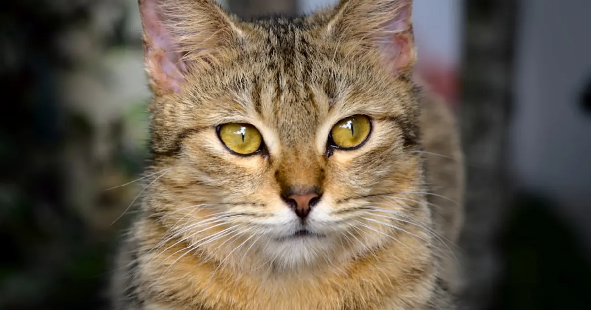 Pékinois Prix Tunisie 2024 : Guide Complet d'Achat