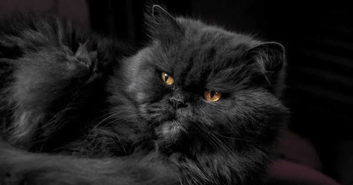 Chat Persan Prix en Tunisie : Guide Complet 2024