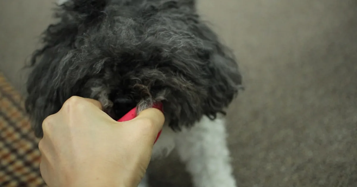 Chien Caniche Bichon : Guide Complet pour Choisir en Tunisie