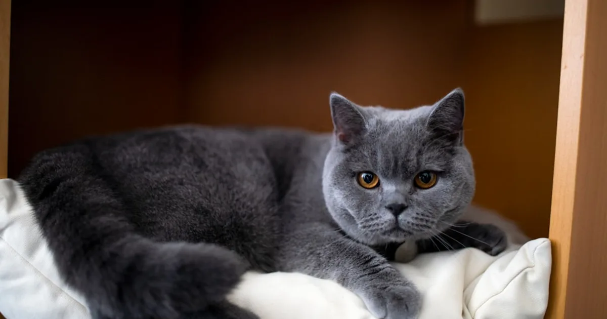 British Shorthair Prix Tunisie : Guide d'Achat Complet 2024