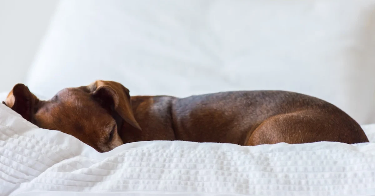 Teckel Tunisie : Guide Complet de la Race et Où Trouver Votre Chiot