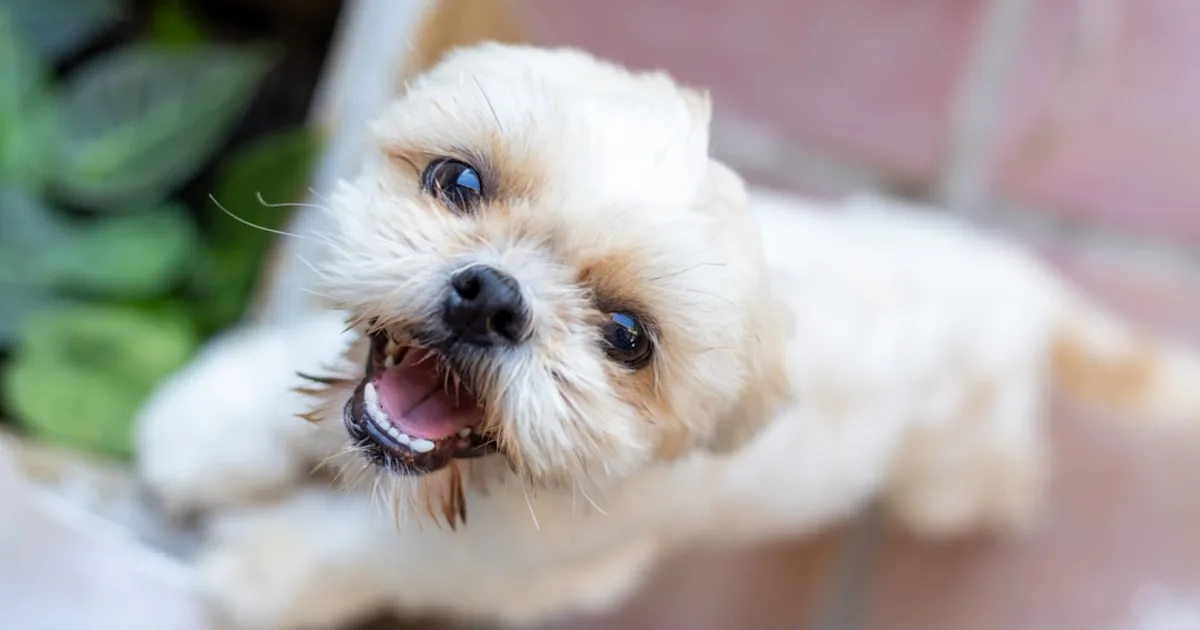 Shih Tzu Prix Tunisie : Guide Complet 2024