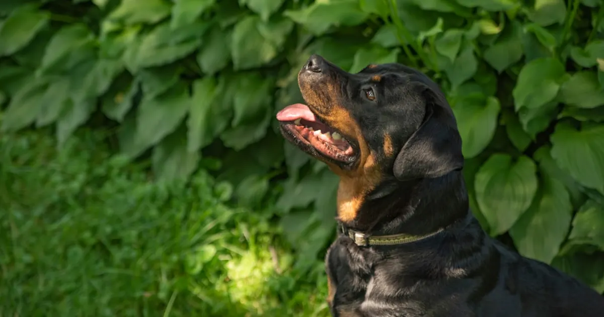 Rottweiler Prix Tunisie : Guide Complet 2024