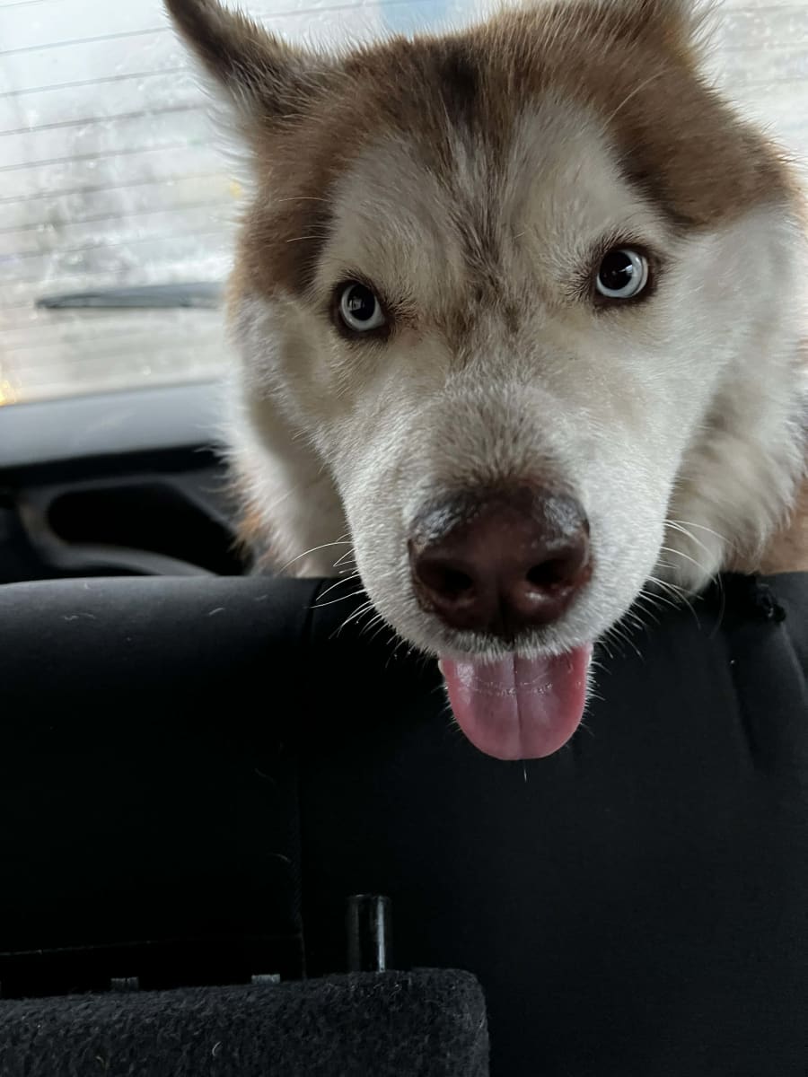 Chien husky  - Miniature 2