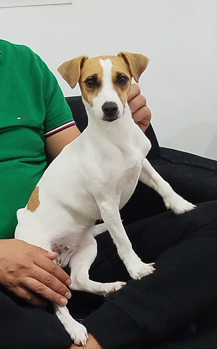 Jack russell terrier