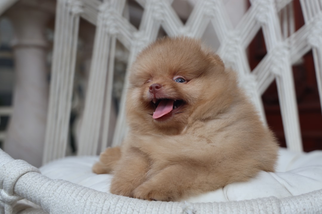 Guide Complet du Dressage de Chiens en Tunisie : Méthodes Efficaces