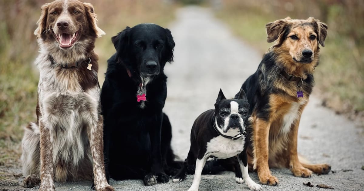 Mutuelle Chien en Tunisie : Guide Complet Assurance Animaux 2026