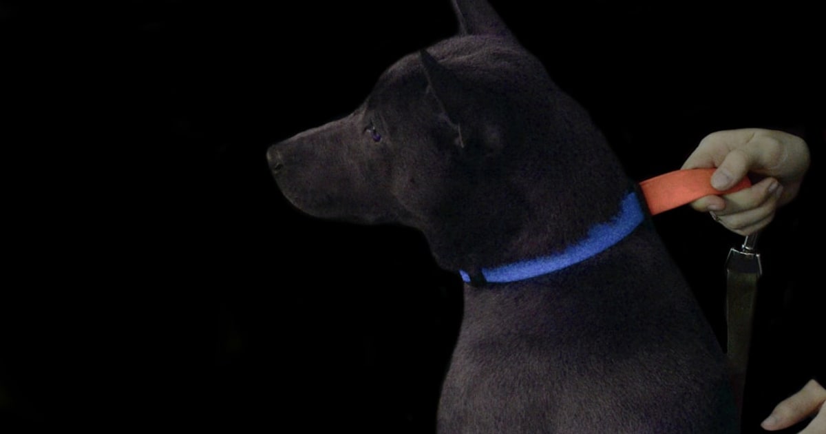 Collier GPS pour Chien en Tunisie : Guide Tech Animaux 2026