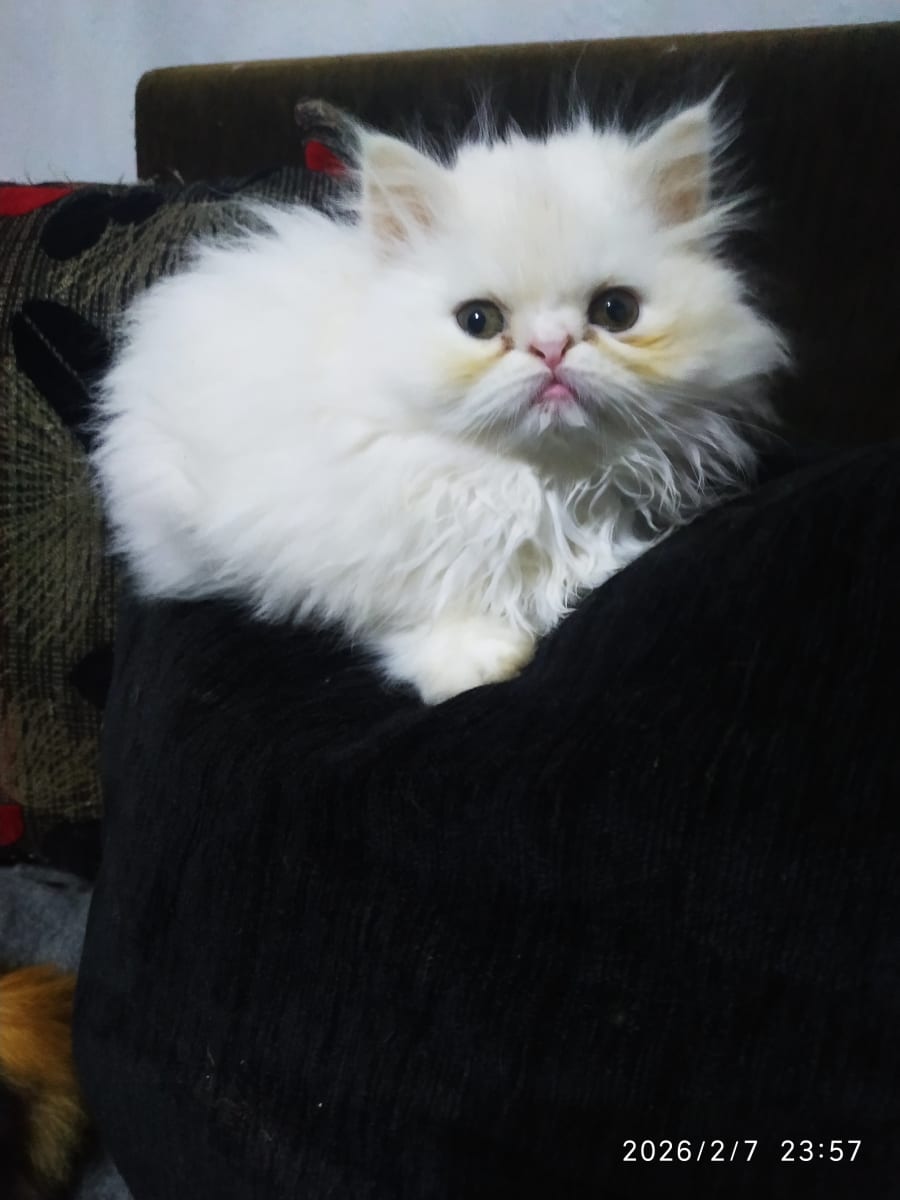 À VENDRE CHATONS PERSAN