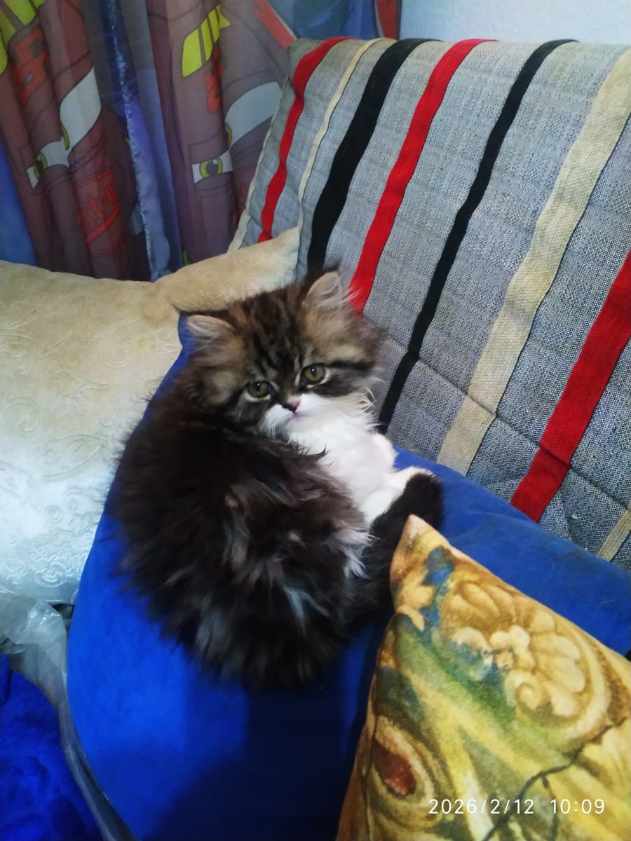 À VENDRE CHATONS PERSAN - Miniature 2