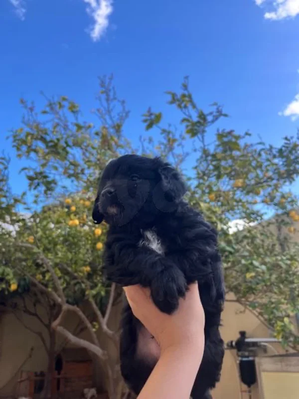 chiot caniche - Miniature 2