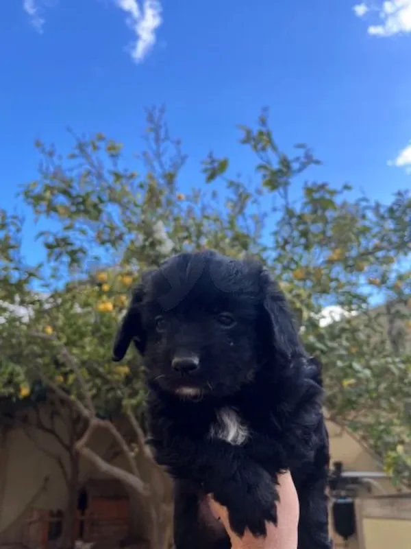 chiot caniche - Miniature 3