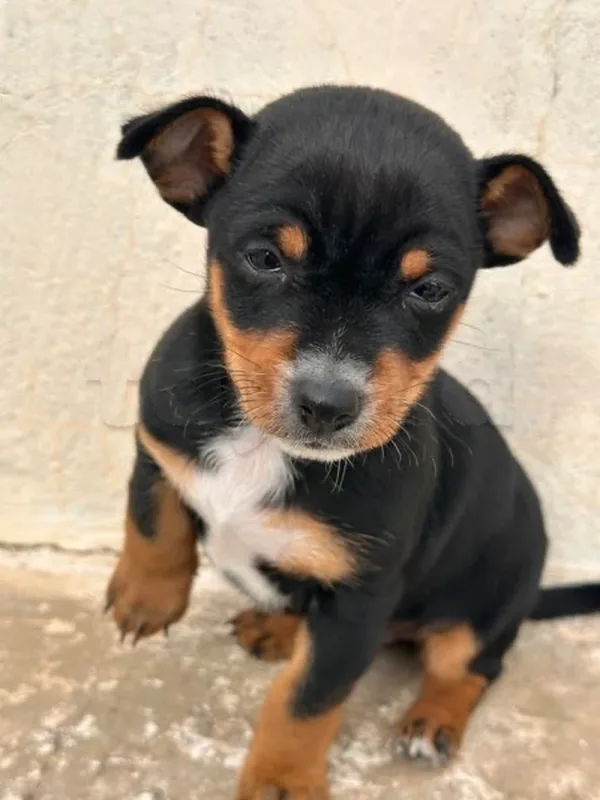 Chihuahua pincher - Miniature 2